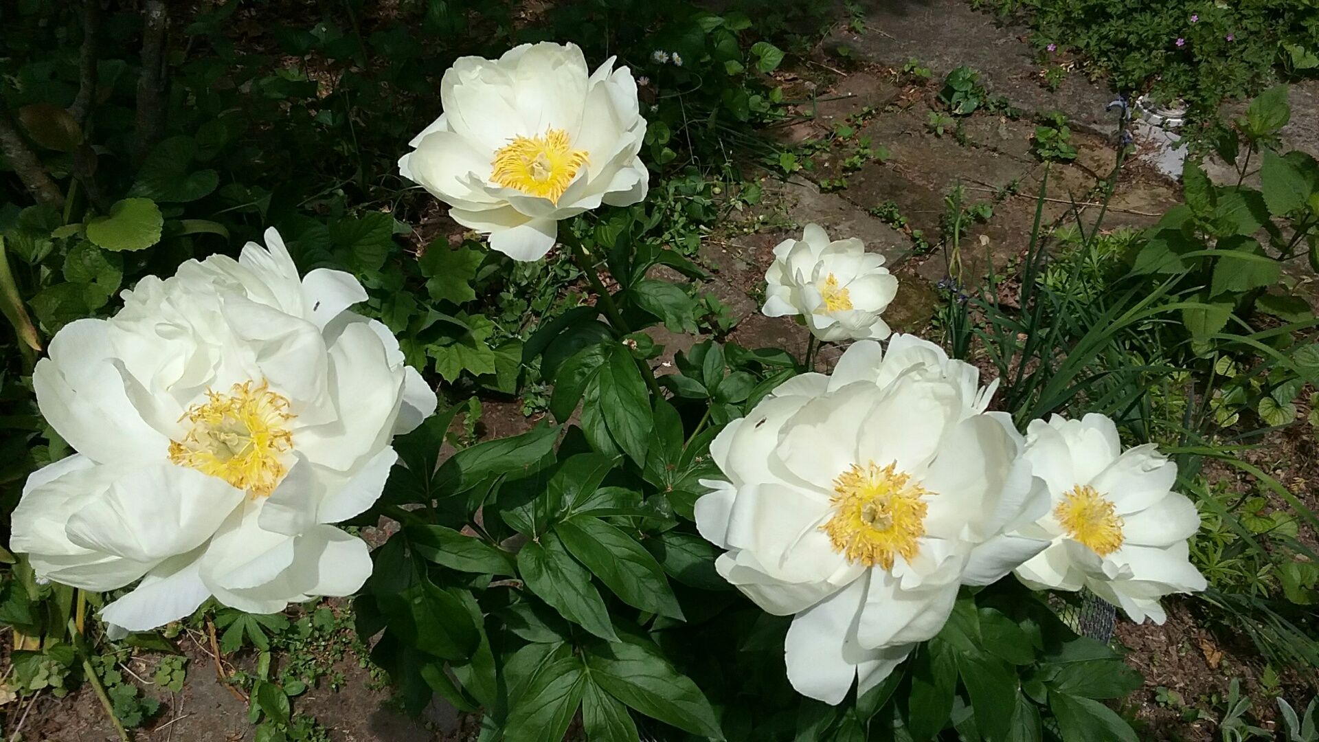 Peony