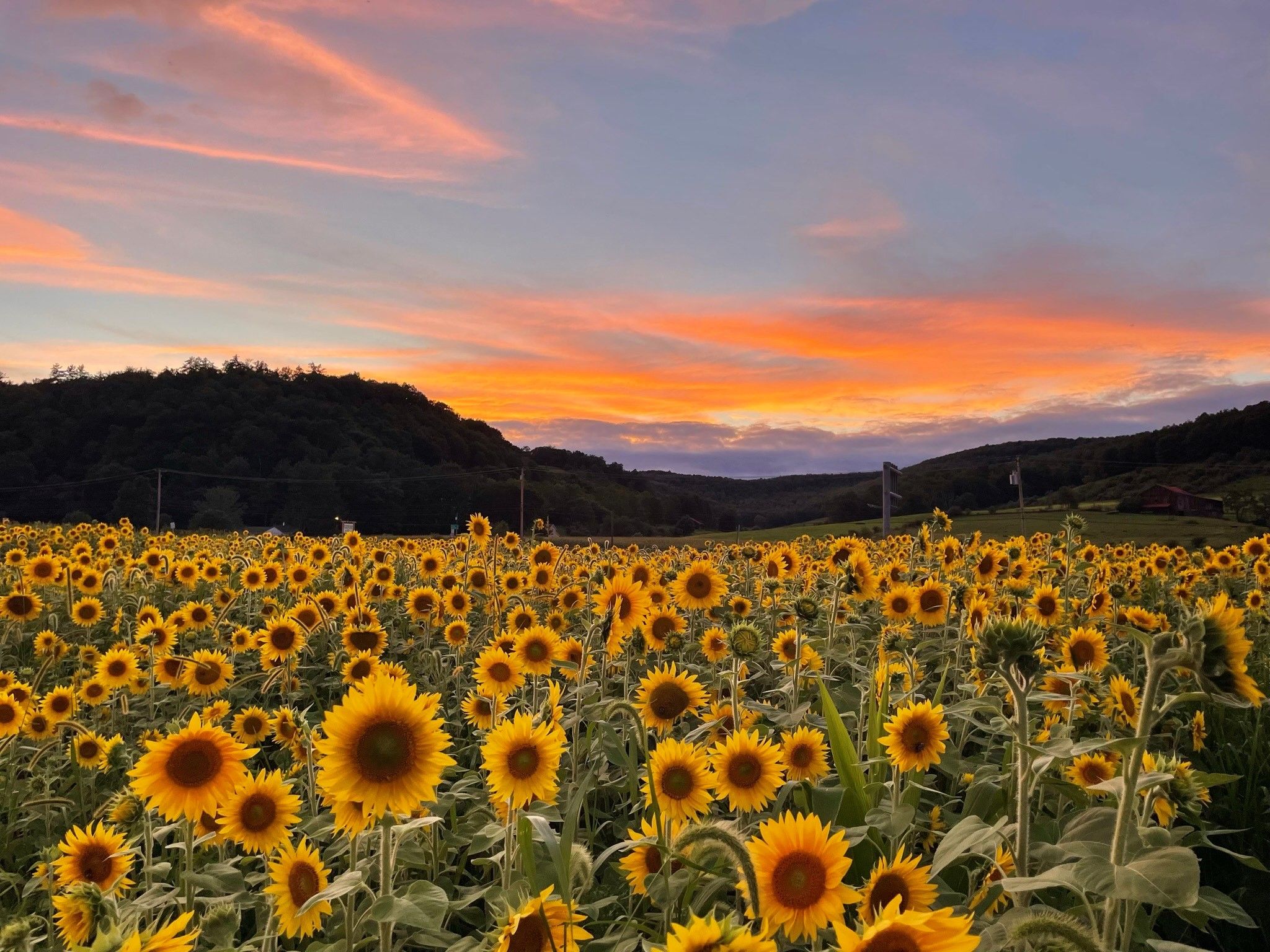 Mid-Summer Bucket List